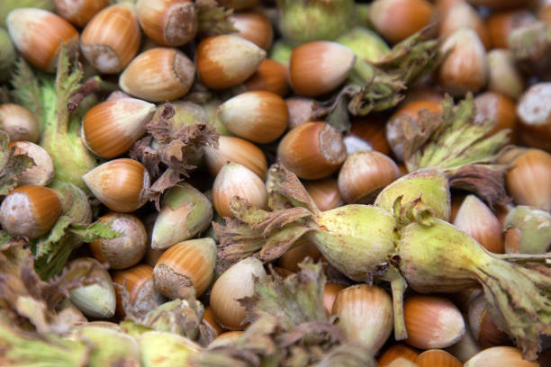 فندق جنگلی کمیاب با بافت متراکم مرغوب