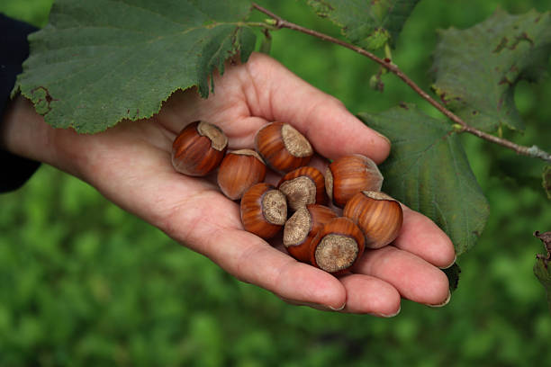 فندق درشت صادراتی با کیفیت یکنواخت بالا