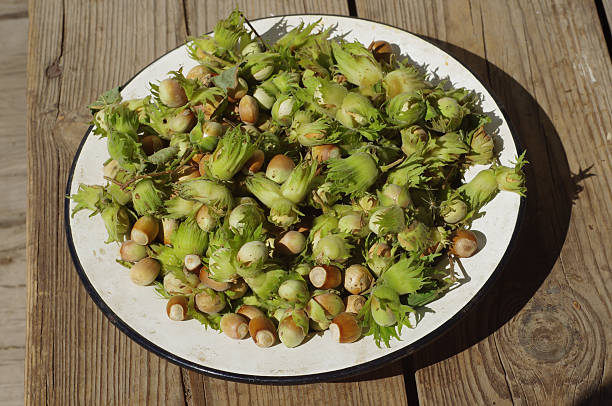 تصویر 2 از فندق تازه شمالی با عطر طبیعی دلپذیر