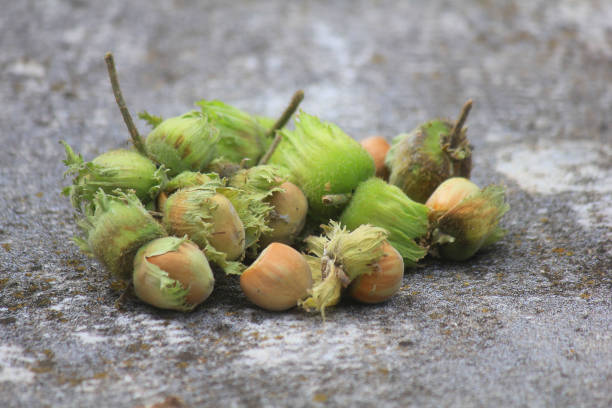 تصویر 3 از فندق تازه شمالی با عطر طبیعی دلپذیر