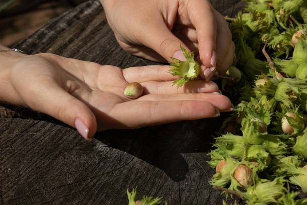 تصویر 4 از فندق تازه شمالی با عطر طبیعی دلپذیر