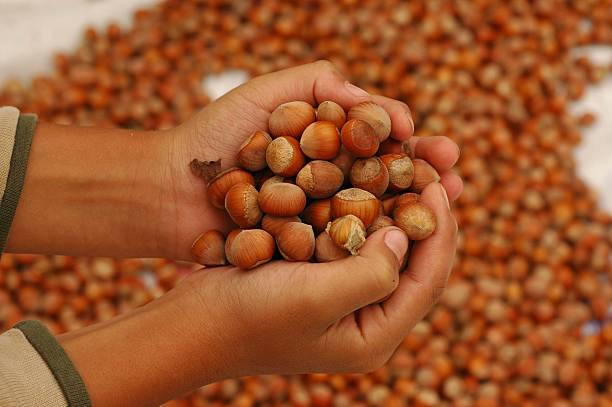 فندق ممتاز صادراتی مناسب بازار بین المللی