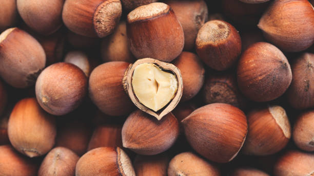 تصویر 1 از فندق ممتاز صادراتی مناسب بازار بین المللی