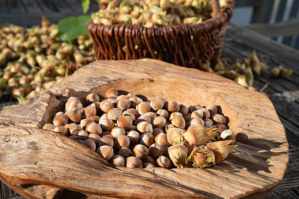 تصویر 3 از فندق ممتاز صادراتی مناسب بازار بین المللی