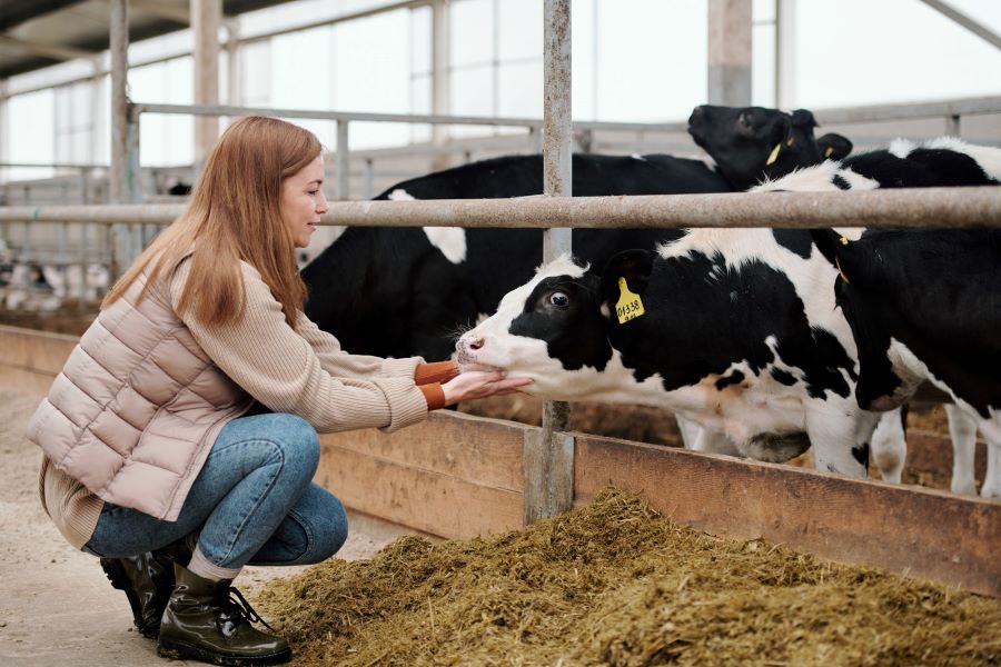 تصویر 2 از زئولیت دام و طیور با عملکرد گوارشی حیوانات