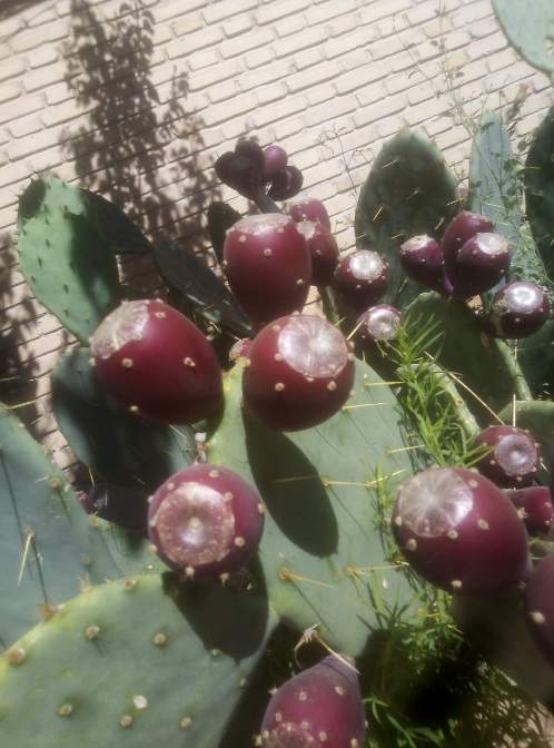 میوه کاکتوس