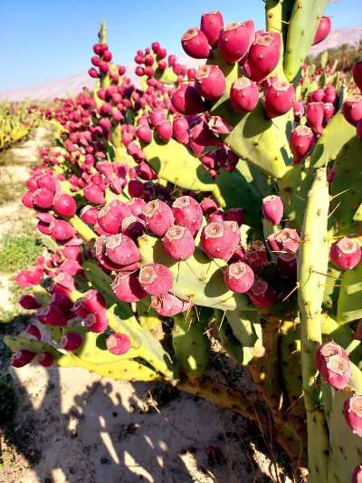 فروش میوه کاکتوس