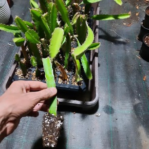 تصویر 5 از خرید اینترنتی نهال کاکتوس میوه ده در انواع مختلف