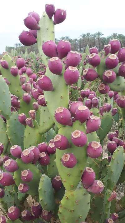 تصویر 1 از خرید اینترنتی نهال کاکتوس میوه ده در انواع مختلف