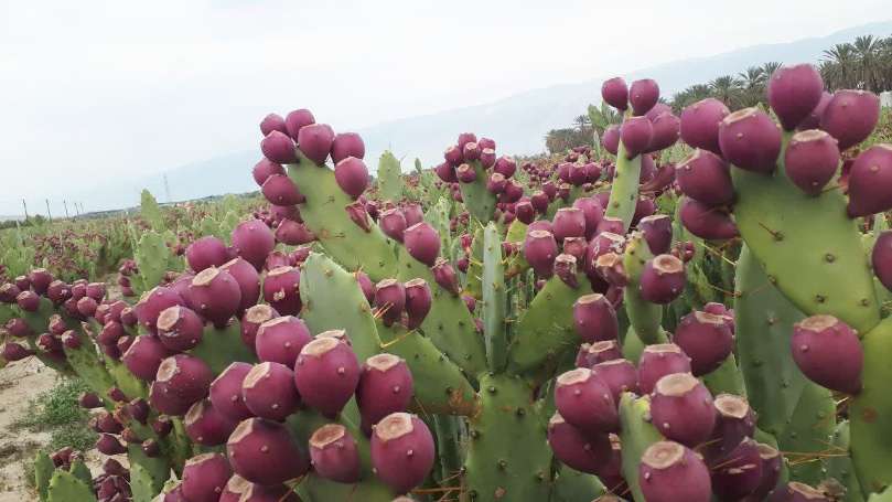 تصویر 4 از فروش اینترنتی میوه کاکتوس + خرید مستقیم از باغدار