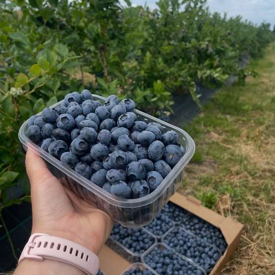 تصویر 1 از فروش اینترنتی بلوبری تازه + خرید مستقیم از باغدار