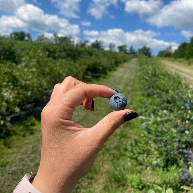 تصویر 5 از فروش اینترنتی بلوبری تازه + خرید مستقیم از باغدار