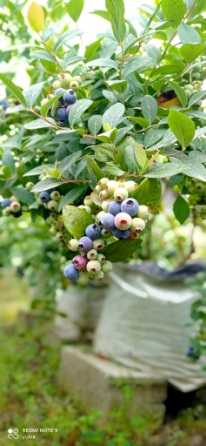 تصویر 1 از خرید بلوبری اصل + سفارش آنلاین بلوبری تازه باغی