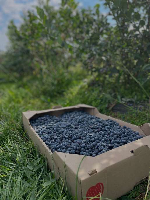 تصویر 4 از خرید اینترنتی بلوبری تازه + انواع جول لگسی چندلر بریجیتا