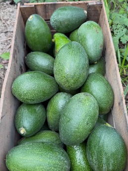 تصویر 3 از خرید اینترنتی آووکادو رسیده + مناسب سالاد اسموتی و مصرف روزانه