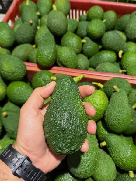 تصویر 2 از خرید آووکادو درجه‌ یک + سفارش آنلاین با بسته‌ بندی استاندارد