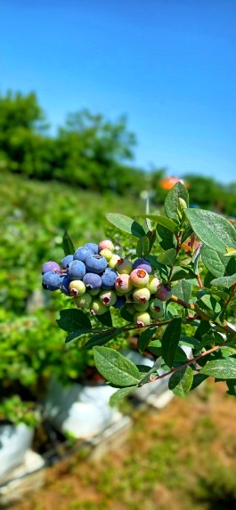 تصویر 4 از قیمت و خرید اینترنتی نهال بلوبری + ارسال سریع تضمین اصالت