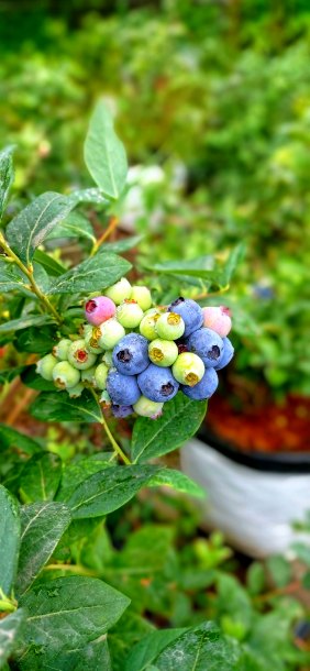 خرید اینترنتی نهال بلوبری پربار + مناسب کشت باغی و گلدانی