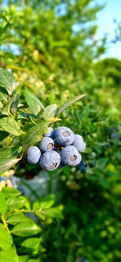 تصویر 6 از خرید اینترنتی نهال بلوبری پربار + مناسب کشت باغی و گلدانی