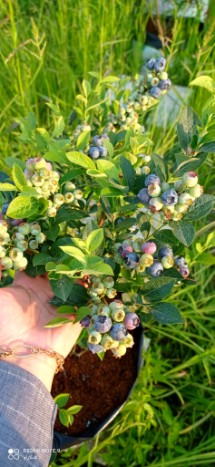 تصویر 4 از خرید اینترنتی نهال بلوبری پربار + مناسب کشت باغی و گلدانی
