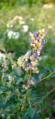 تصویر 3 از خرید اینترنتی نهال بلوبری پربار + مناسب کشت باغی و گلدانی