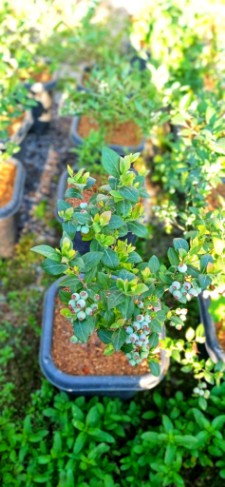 فروش نهال بلوبری