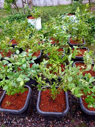 خرید نهال بلوبری