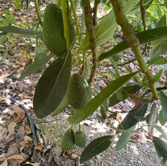 تصویر 5 از فروش ویژه نهال آووکادو + خرید آنلاین با تضمین سلامت نهال