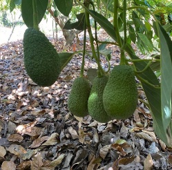 تصویر 4 از فروش ویژه نهال آووکادو + خرید آنلاین با تضمین سلامت نهال