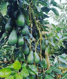 تصویر 1 از خرید نهال آووکادو اصل + قیمت روز و خرید اینترنتی مستقیم از نهالستان