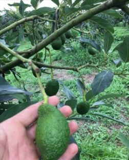 تصویر 5 از خرید نهال آووکادو اصل + قیمت روز و خرید اینترنتی مستقیم از نهالستان