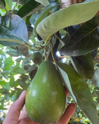 تصویر 1 از خرید اینترنتی نهال آووکادو + ارسال سریع ضمانت رشد