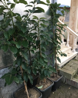 تصویر 4 از خرید اینترنتی نهال آووکادو + ارسال سریع ضمانت رشد