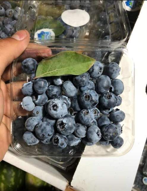 تصویر 5 از خرید بلوبری با بسته‌بندی استاندارد تحویل درب منزل