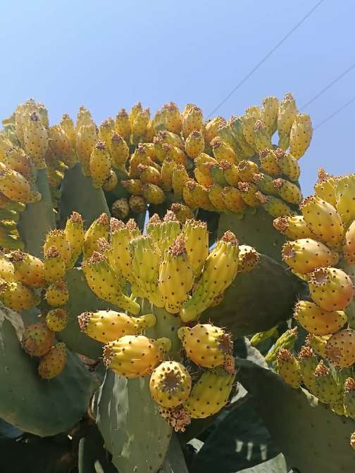 تصویر 4 از فروش اینترنتی نهال کاکتوس میوه دار + انتخاب بهترین ارقام برای مناطق مختلف