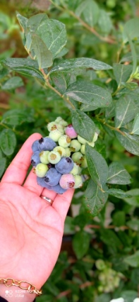 تصویر 5 از خرید بلوبری درجه‌ یک مناسب مصرف تازه‌ خوری و شیرینی‌ پزی