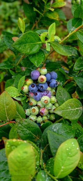 قیمت بلوبری ارگانیک