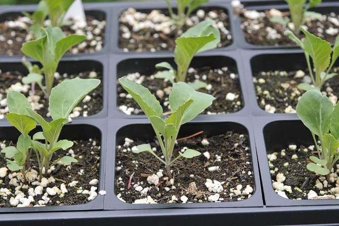 تصویر 2 از نشا گوجه فرنگی بوته ای کاربرد متنوع سفره