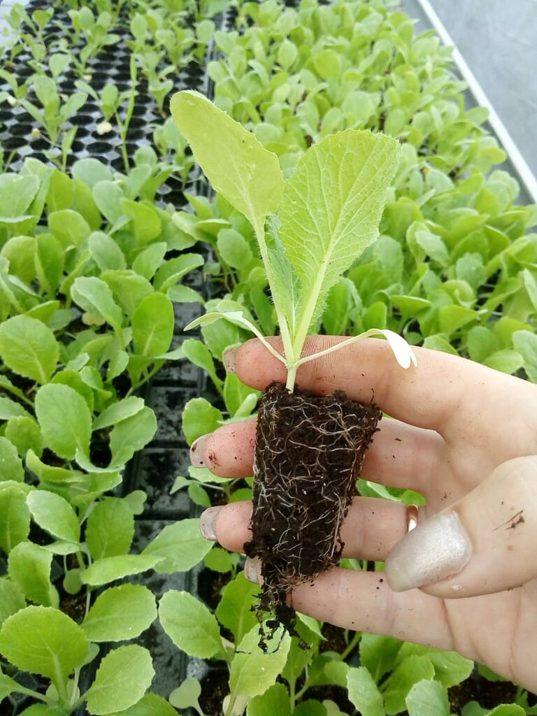 نشا گوجه فرنگی بوته ای کاربرد متنوع سفره