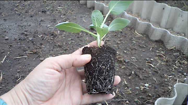 تصویر 1 از نشا گوجه فرنگی بوته ای کاربرد متنوع سفره