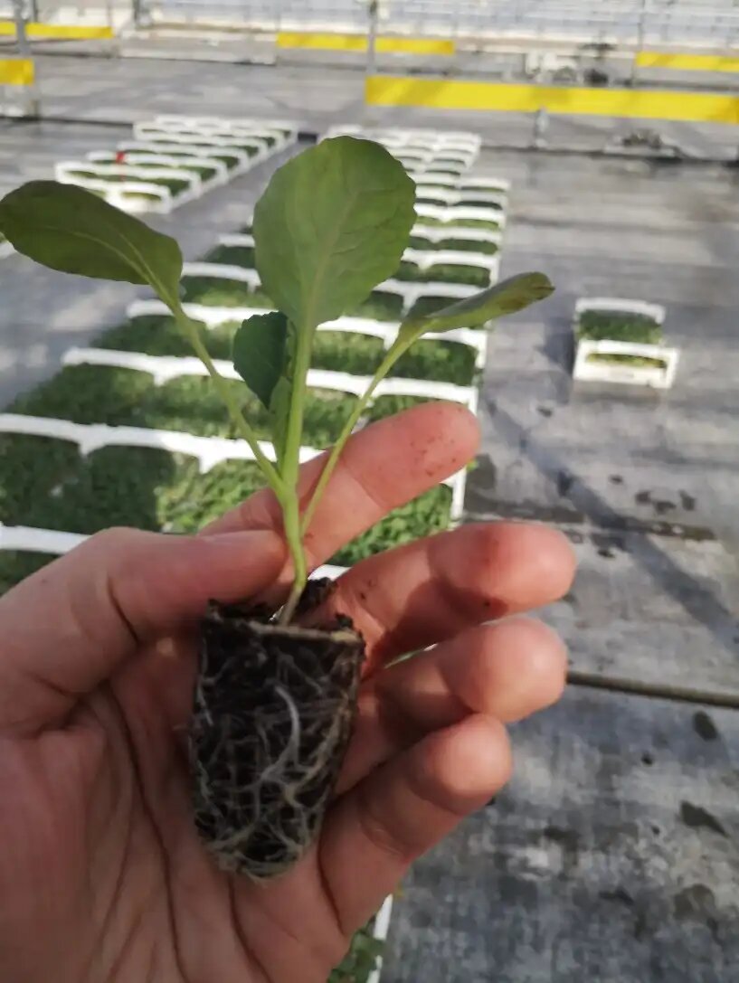 تصویر 3 از نشا گوجه فرنگی بوته ای کاربرد متنوع سفره