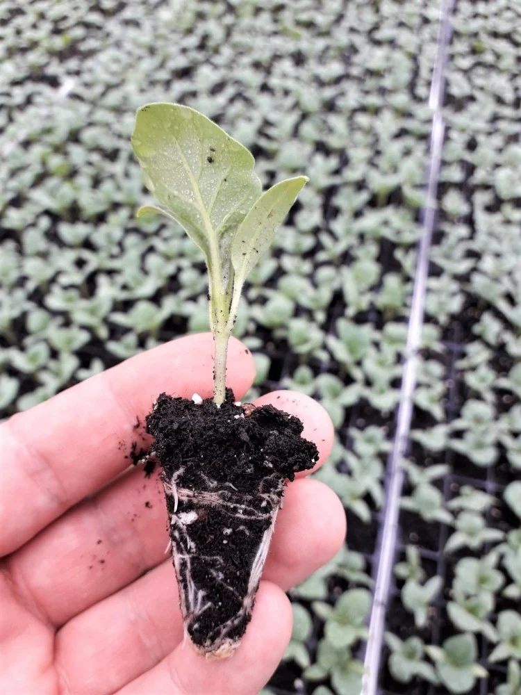 تصویر 4 از نشا گوجه فرنگی بوته ای کاربرد متنوع سفره