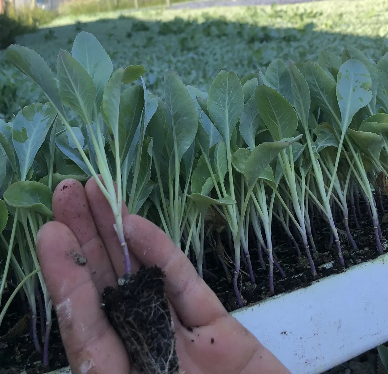 تصویر 1 از نشا گوجه فرنگی گیلاسی رنگین تزئینی