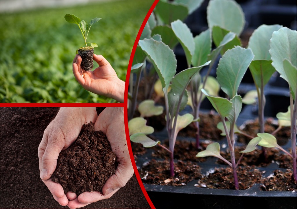 تصویر 2 از نشا گوجه فرنگی گیلاسی رنگین تزئینی