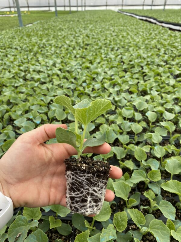 تصویر 3 از نشا گوجه فرنگی گیلاسی رنگین تزئینی بشقاب