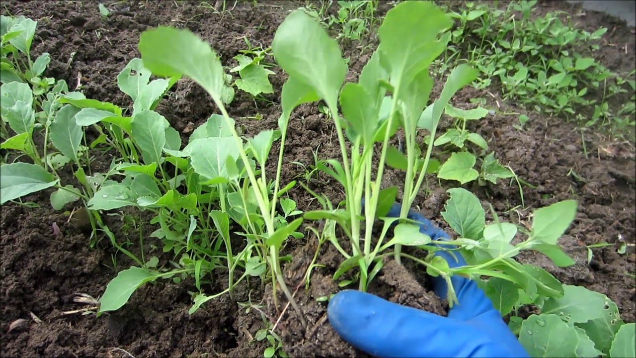 تصویر 4 از نشا گوجه فرنگی گیلاسی رنگین تزئینی بشقاب