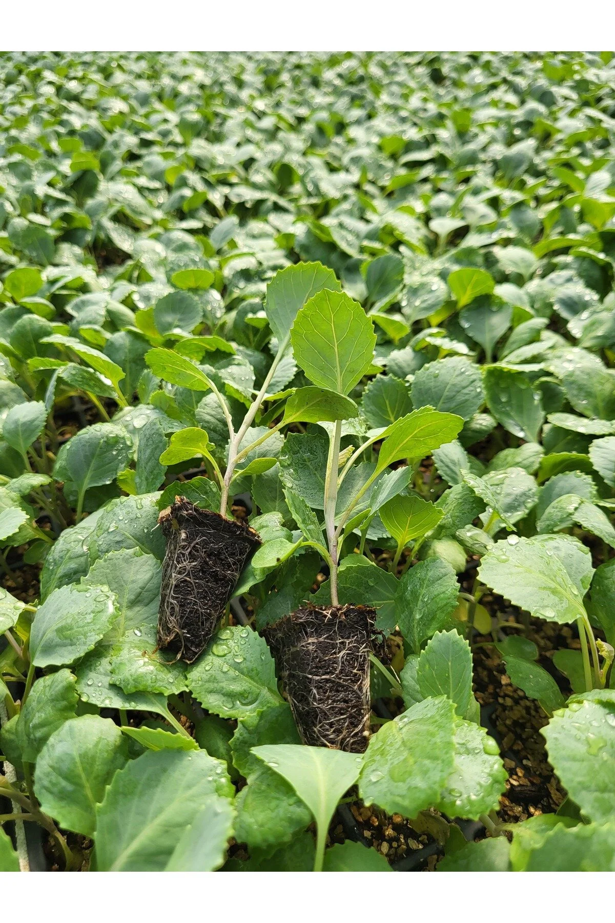 تصویر 1 از گوجه فرنگی رسمی درشت براق گوشتی