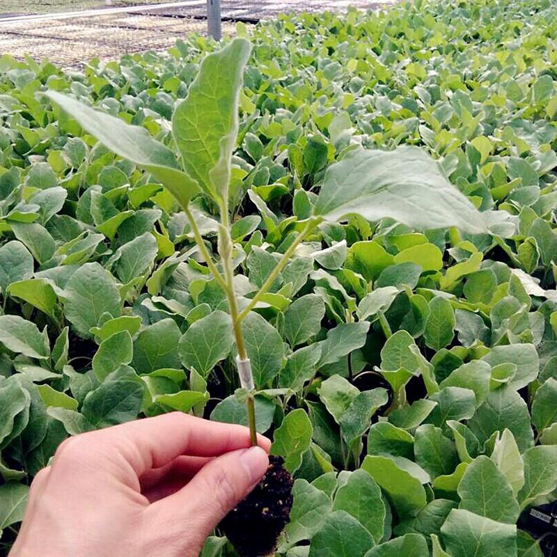 تصویر 3 از گوجه فرنگی رسمی درشت براق گوشتی