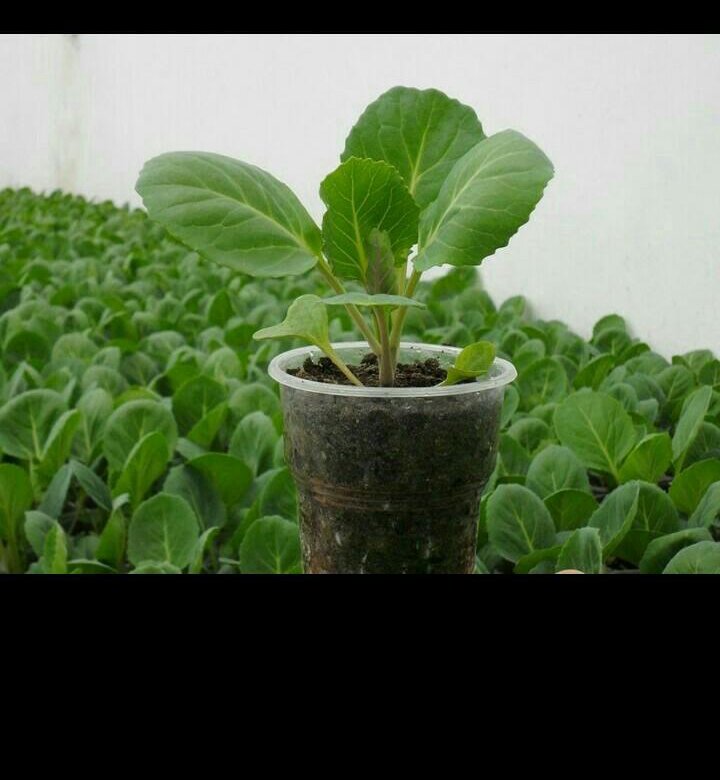 تصویر 1 از نشا گوجه فرنگی درشت با تازگی و بدون شکستگی