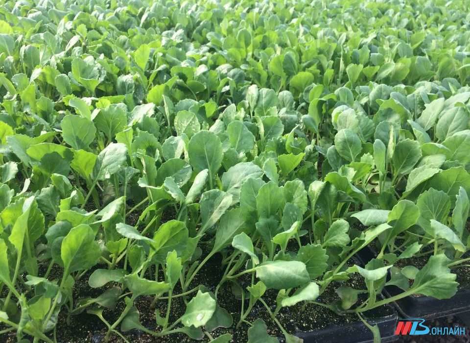 تصویر 2 از نشا گوجه فرنگی درشت با تازگی و بدون شکستگی